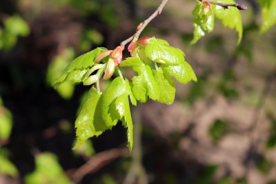 Tilia platyphyllos 'Lasiniata' - lípa velkolistá - list jaro